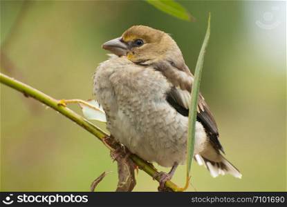 Hawfinch chick (Coccothraustes coccothraustes) sits among the leaves waiting for parents.Close, horizontal view.Poland in early summer.