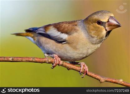 Hawfinch, Coccothraustes coccothraustes, Spanish Forest, Castile and Leon, Spain, Europe
