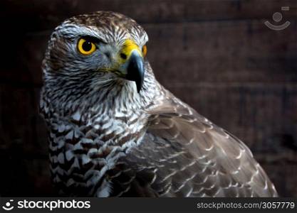 Hawk close up. Bird of prey portrait. Wild animal.