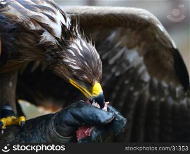 hawk eating flesh from bird fancier hand