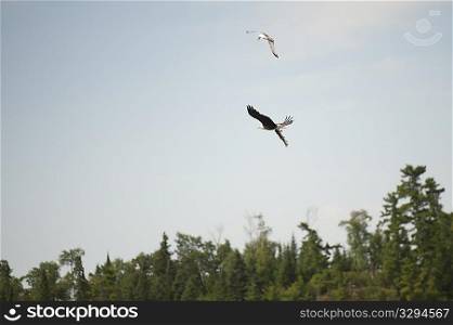 Hawk flying with a fish in his claws over Lake of the Woods, Ontario
