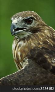 Hawk in Profile