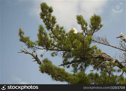 Hawk perched in the branches of a tree top at Lake of the Woods, Ontario