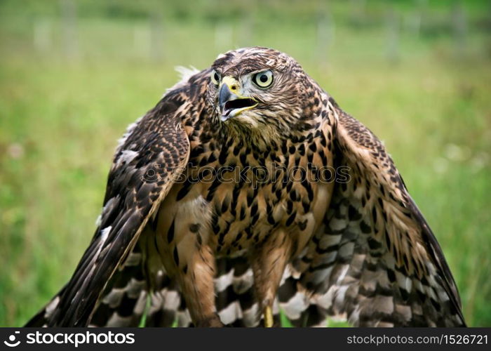 Hawk portrait. Birds of prey in nature.