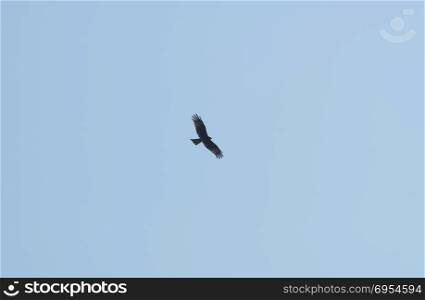 Hawk with blue sky