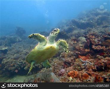Hawksbill sea turtle current on coral reef island, Bali.. Hawksbill sea turtle current on coral reef island, Bali.