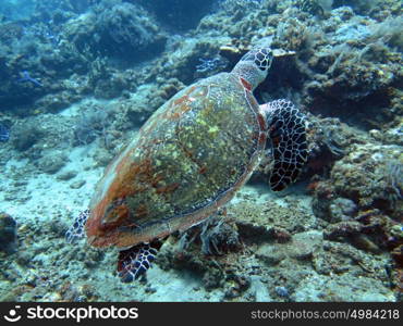 Hawksbill sea turtle current on coral reef island, Bali. Hawksbill sea turtle current on coral reef island, Bali.