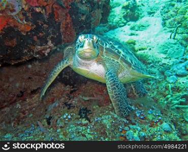 Hawksbill sea turtle current on coral reef island, Bali. Hawksbill sea turtle current on coral reef island, Bali.