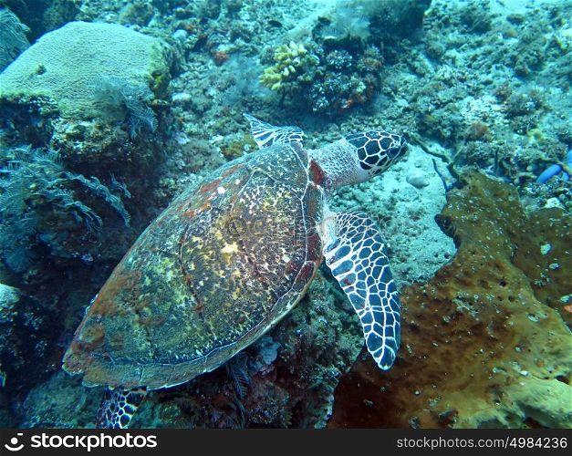 Hawksbill sea turtle current on coral reef island, Bali. Hawksbill sea turtle current on coral reef island, Bali.