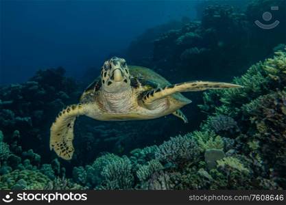 Hawksbill sea turtle in the Red Sea, dahab. blue lagoon sinai