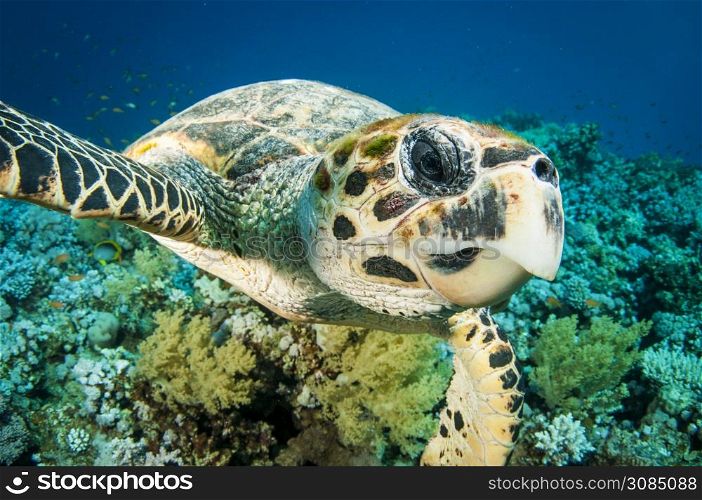 Hawksbill sea turtle swimms in the clear blue ocean and looks into the camera