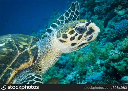 Hawksbill sea turtle swims in the clear blue ocean and looks into the camera