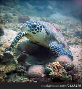 Hawksbill turtle at coral reef