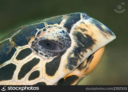 Hawksbill turtle at Phi Phi, Thailand. Hawksbill turtle