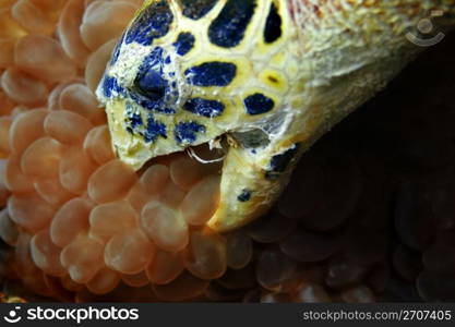 Hawksbill turtle at Phi Phi, Thailand. Hawksbill turtle