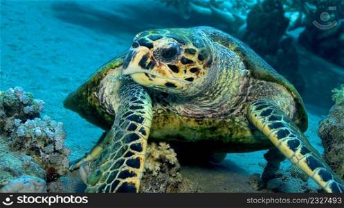 Hawksbill Turtle, Eretmochelys imbricata, Coral Reef, Red Sea, Egypt, Africa