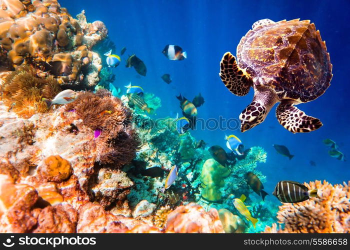 Hawksbill Turtle - Eretmochelys imbricata floats under water. Maldives Indian Ocean coral reef.