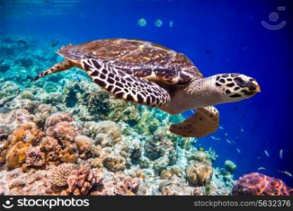 Hawksbill Turtle - Eretmochelys imbricata floats under water. Maldives Indian Ocean coral reef.