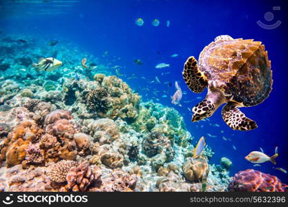 Hawksbill Turtle - Eretmochelys imbricata floats under water. Maldives Indian Ocean coral reef.