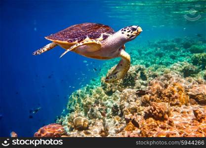 Hawksbill Turtle - Eretmochelys imbricata floats under water. Maldives Indian Ocean coral reef.