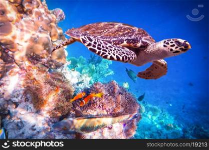 Hawksbill Turtle - Eretmochelys imbricata floats under water. Maldives - Ocean coral reef. Warning - authentic shooting underwater in challenging conditions. A little bit grain and maybe blurred.