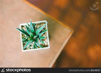 Haworthia limifolia cactus for decoration my desk