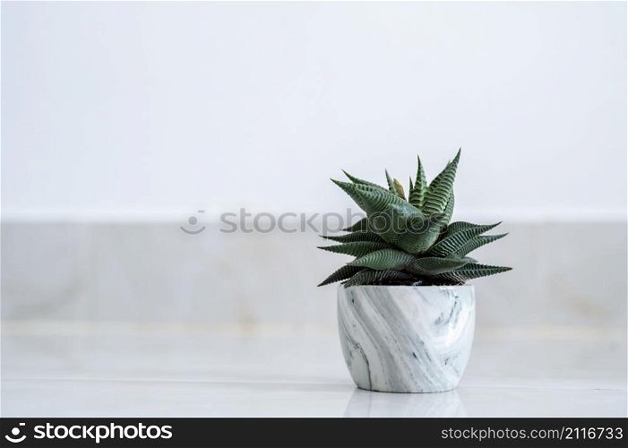 Haworthia limifolia Marloth A tree used for decoration in a house on a white background