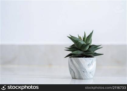 Haworthia limifolia Marloth A tree used for decoration in a house on a white background