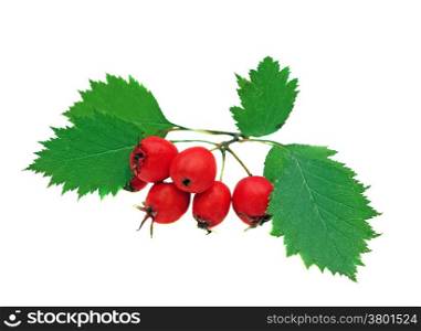 Hawthorn berries on a branch isolated on white