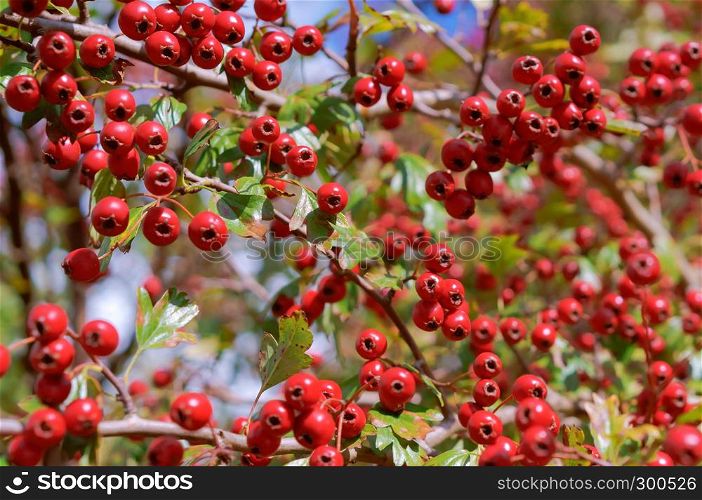 hawthorn berries, ripe red hawthorn berries on branches. ripe red hawthorn berries on branches