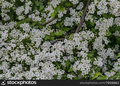 Hawthorn (Crataegus monogyna) blossom