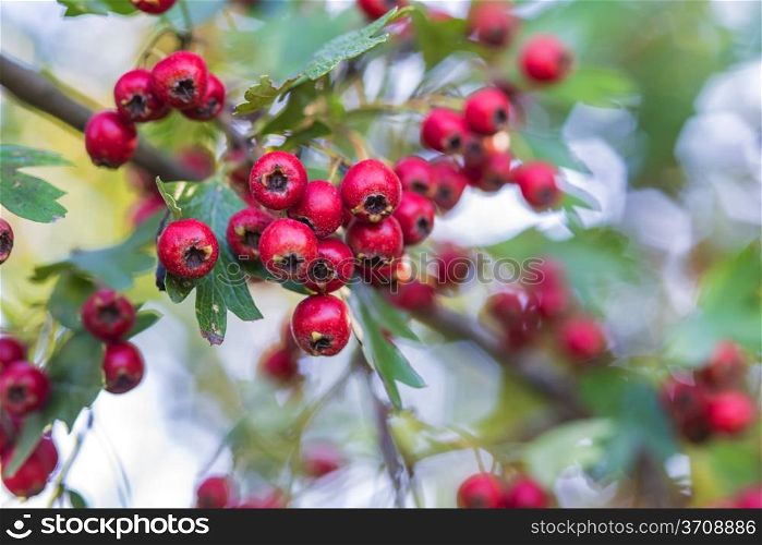 Hawthorn fruits