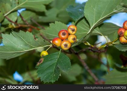 Hawthorn have medicinal properties. Hawthorn is used for hypertension, atherosclerosis, cardiac arrhythmia and weakness, also at constant stress