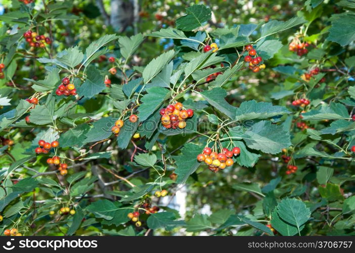 Hawthorn have medicinal properties. Hawthorn is used for hypertension, atherosclerosis, cardiac arrhythmia and weakness, also at constant stress