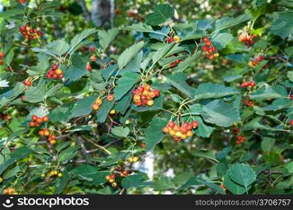 Hawthorn have medicinal properties. Hawthorn is used for hypertension, atherosclerosis, cardiac arrhythmia and weakness, also at constant stress