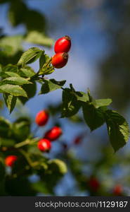 Hawthorn in spring in denmark a sunny day