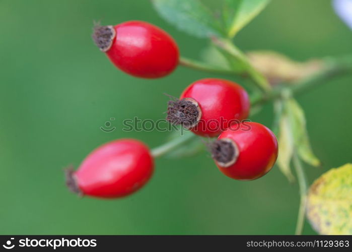 Hawthorn in spring in denmark a sunny day