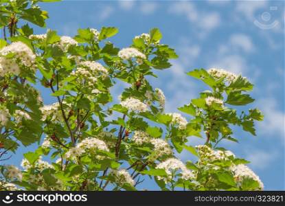 Hawthorn twigs covered with green leaves and white flowers against a blue sky in spring park