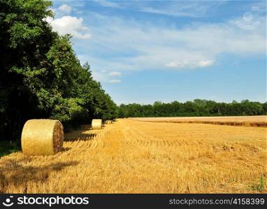Hay bails in a field
