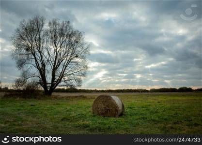 Hay bale next to a tree and cloudy sky, autumn view
