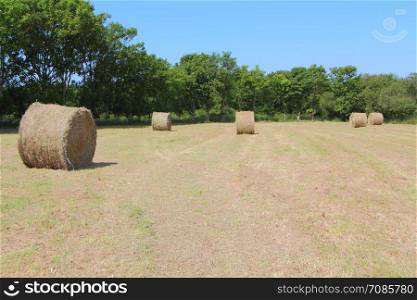 Hay bales after harvest in a field during spring