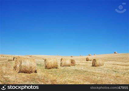 hay bales in a field during harvest