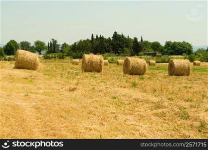 Hay bales in a field, Siena Province, Tuscany, Italy