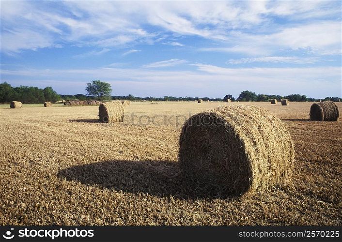 Hay bales in a field, Texas, USA