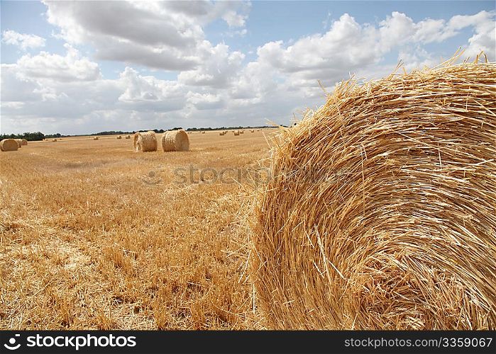 Hay bales in cultivated field