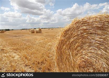 Hay bales in cultivated field
