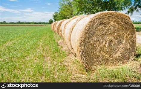 Hay bales in line drying in the sun