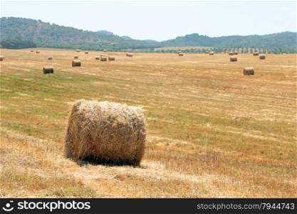 Hay bales in the countryside from Portugal