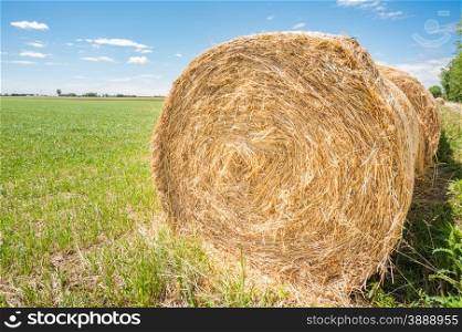 Hay bales in the field to dry in the sun.