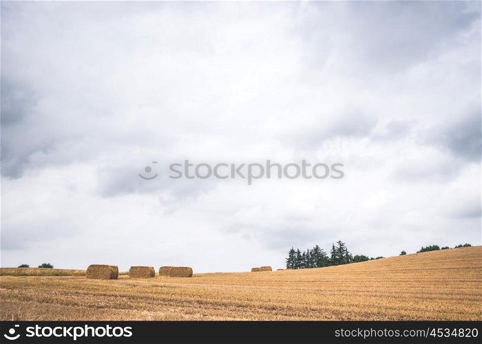 Hay bales on a dry field after harvest